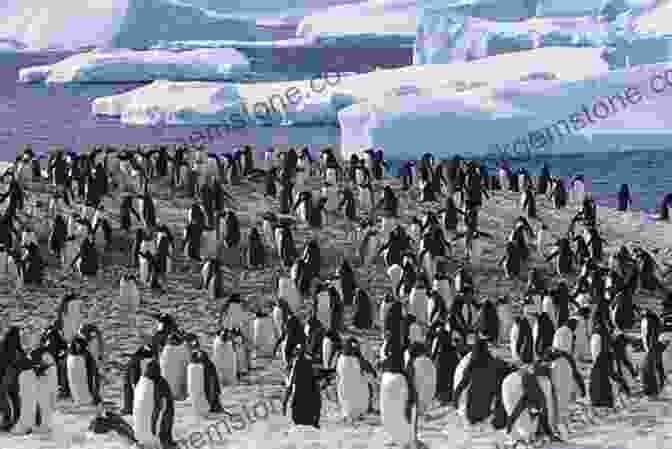 A Colony Of Penguins In Antarctica The Ice: A Journey To Antarctica (Weyerhaueser Cycle Of Fire)