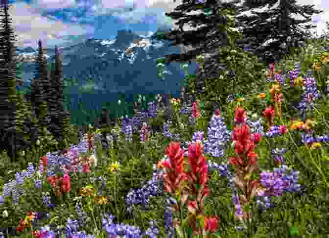 A Field Of Wildflowers Blooms In Full Glory On The Slopes Of Mount Rainier, With The Mountain Towering In The Background. The Measure Of A Mountain: Beauty And Terror On Mount Rainier