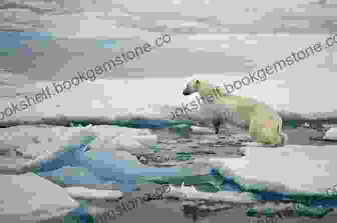 A Group Of Polar Bears Walking Across An Ice Floe In Arctic Alaska A Place Beyond: Finding Home In Arctic Alaska
