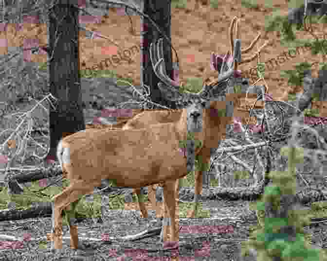 A Mule Deer Grazing In Bryce Canyon National Park Ameritrekking Adventures: Exploring Bryce Canyon National Park