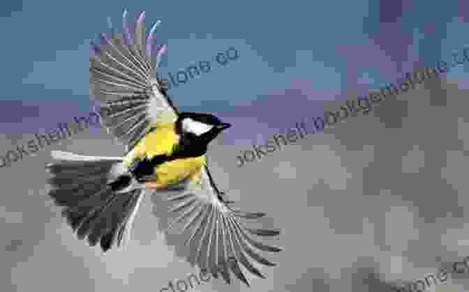 A Photo Of A Bird In Flight. An Australian Birding Year R Bruce Richardson