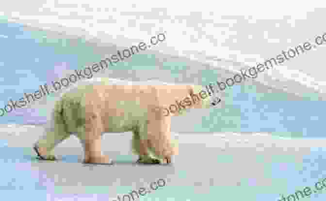 A Polar Bear Walking On Sea Ice In The Arctic Circle. To The Arctic Circle: My Nomadic Experiment / I