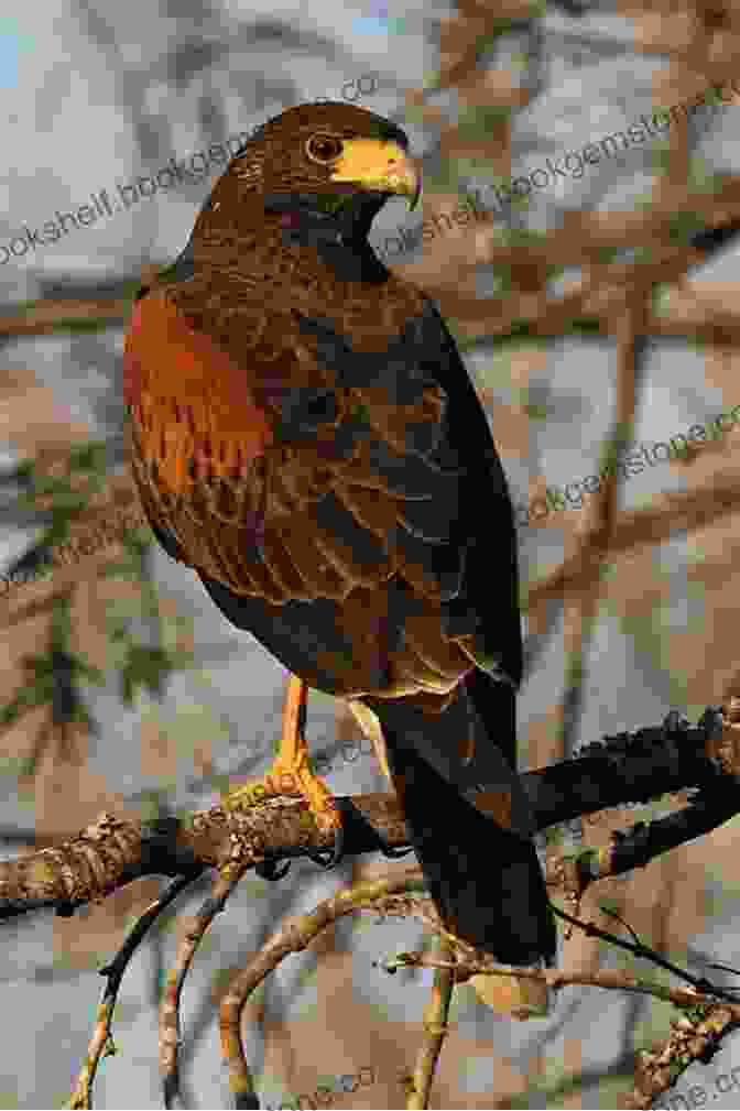 A Variety Of Bird Species, Including Eagles, Hawks, Hummingbirds, And Parrots. Wildlife Of Ecuador: A Photographic Field Guide To Birds Mammals Reptiles And Amphibians (Wildlife Explorer Guides)