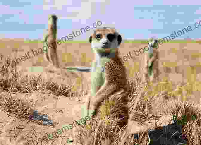 Daryl Balfour Filming Meerkats In The Makgadikgadi Pans This Is Botswana Daryl Balfour