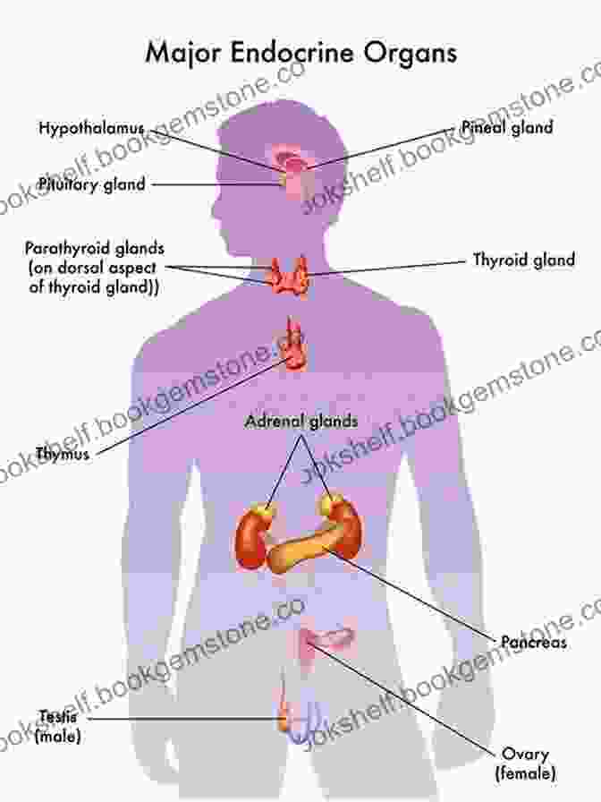 Diagram Of The Endocrine System, Showing The Major Endocrine Glands And Their Locations TO ENDOCRINOLOGY: ENDOCRINOLOGY Rets Griffith