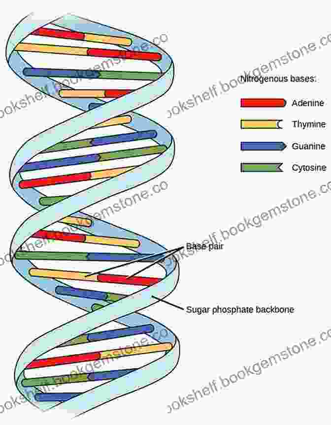 Diagram Showing The Structure Of DNA Molecule With Double Helix And Nucleotides 5 Steps To A 5: 500 AP Macroeconomics Questions To Know By Test Day Third Edition (5 Steps To A 5: 500 AP Questions To Know By Test Day)
