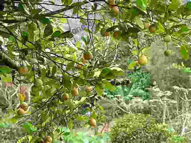 Nutmeg Trees In Grenada, The Spice Isle Of The Caribbean The Golden Antilles (Search 6)