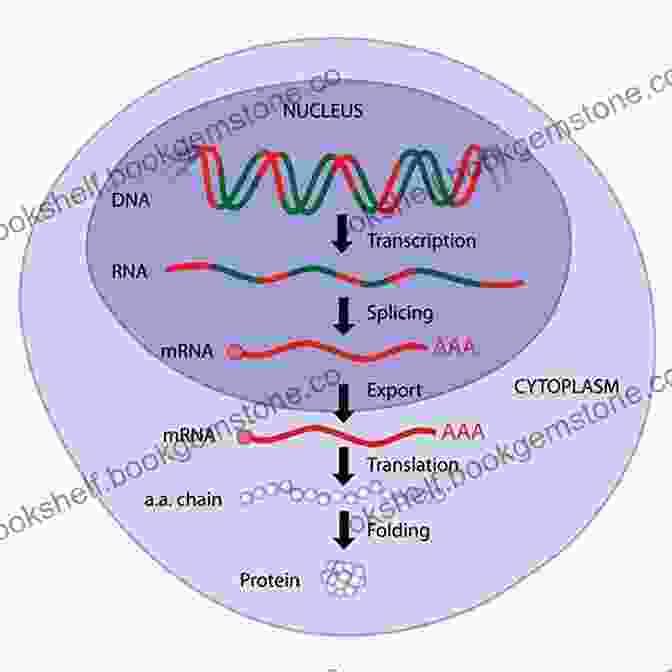 Schematic Representation Of Gene Regulation Mechanisms 5 Steps To A 5: 500 AP Macroeconomics Questions To Know By Test Day Third Edition (5 Steps To A 5: 500 AP Questions To Know By Test Day)