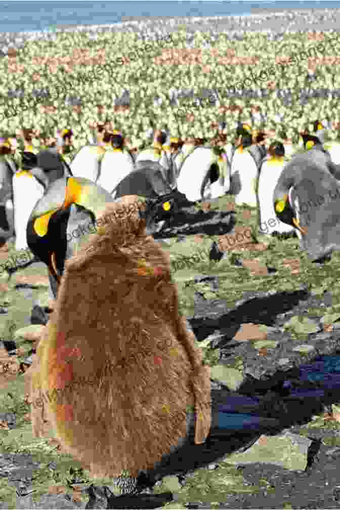 Tourists Respectfully Observing King Penguins At St. Andrews Bay A Visitor S Guide To South Georgia: Second Edition (WILDGuides 110)